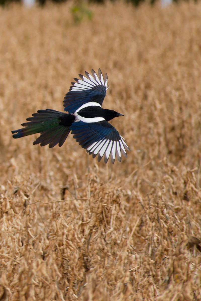 straka čínská - ML645025242