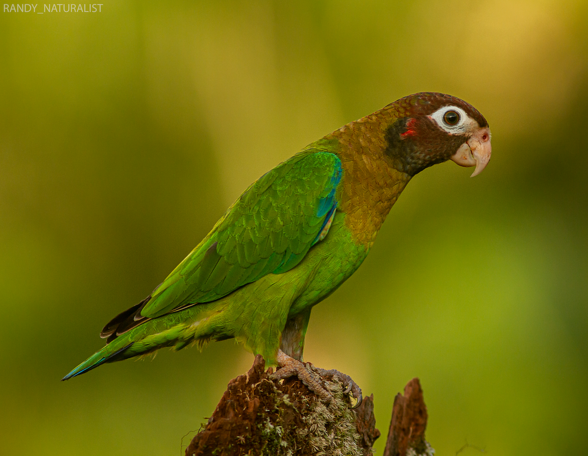 amazónek hnědohlavý - ML645025244