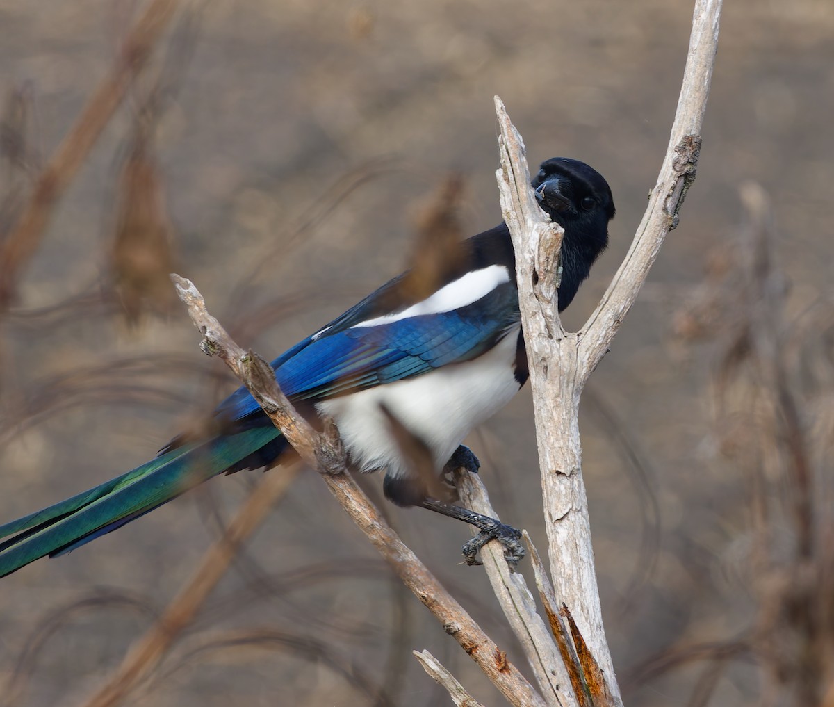 straka čínská - ML645025248