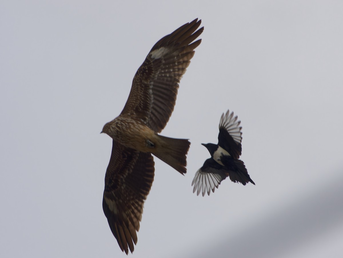 straka čínská - ML645025258