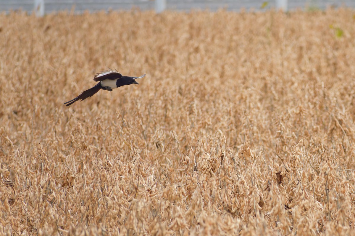 straka čínská - ML645025259