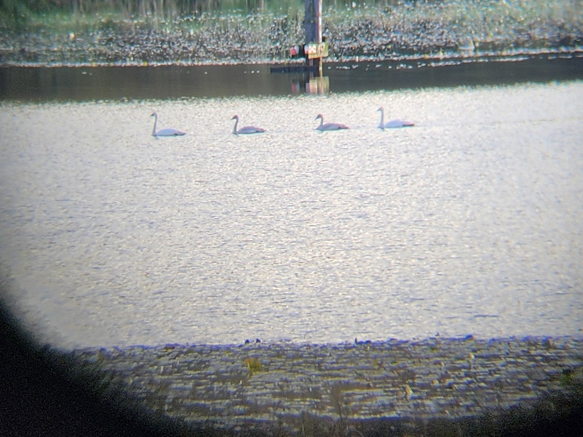 Trumpeter Swan - ML645025267