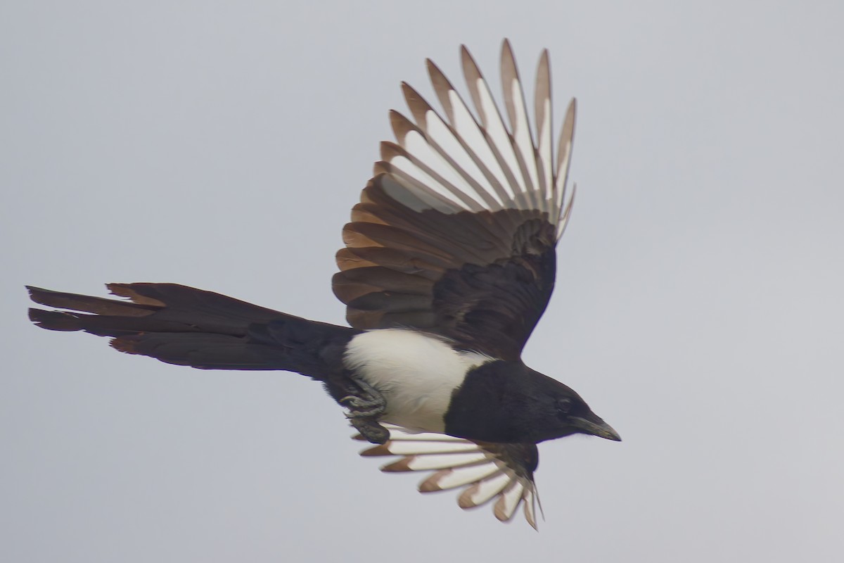 straka čínská - ML645025268