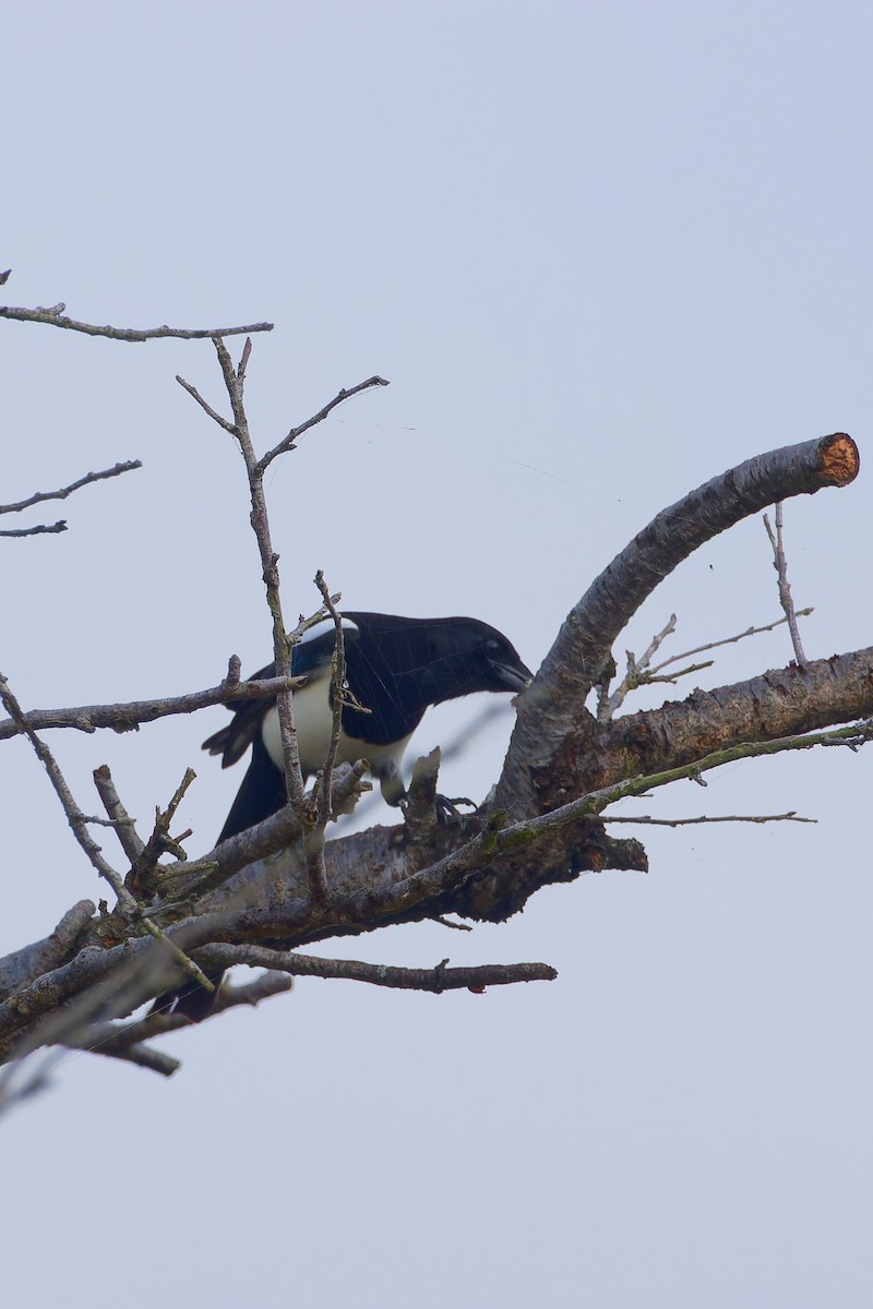 straka čínská - ML645025275