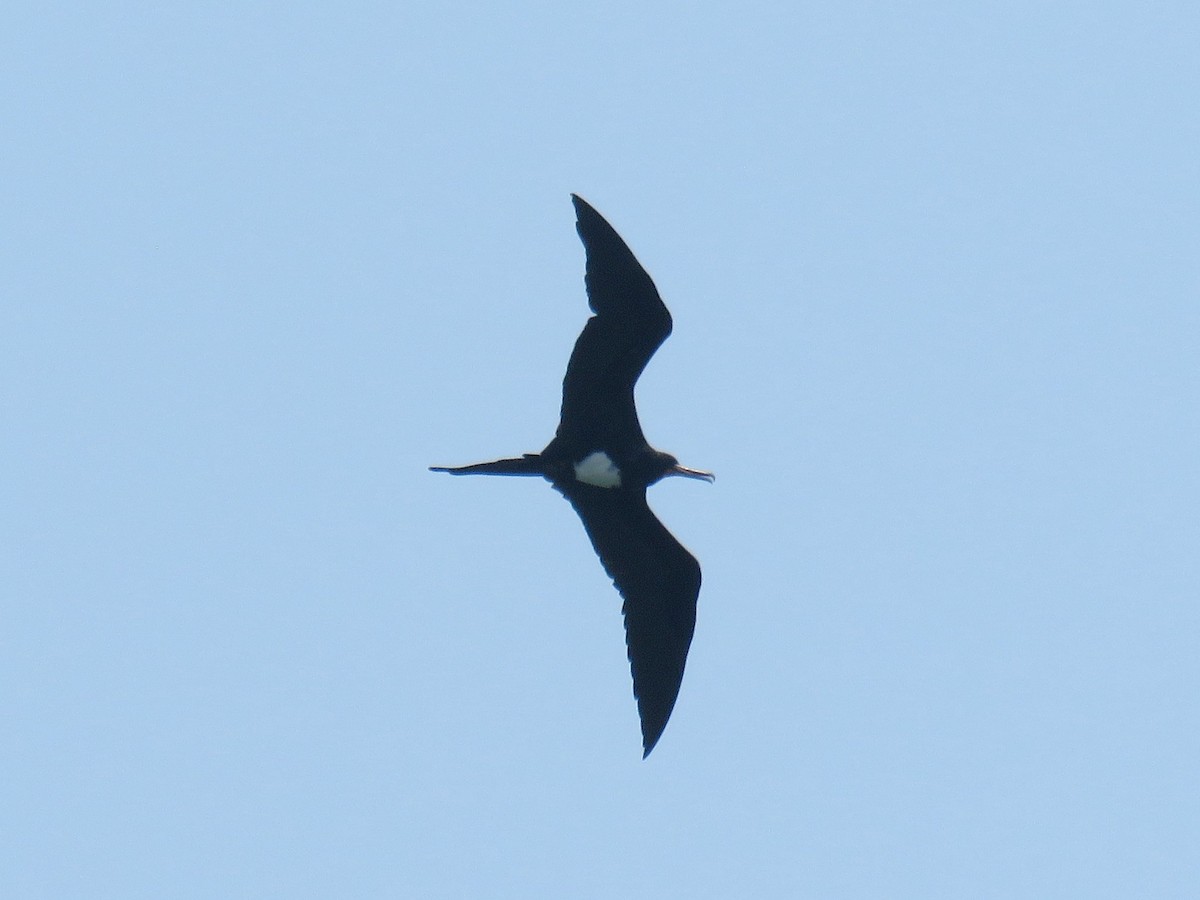 Christmas Island Frigatebird - ML645025277
