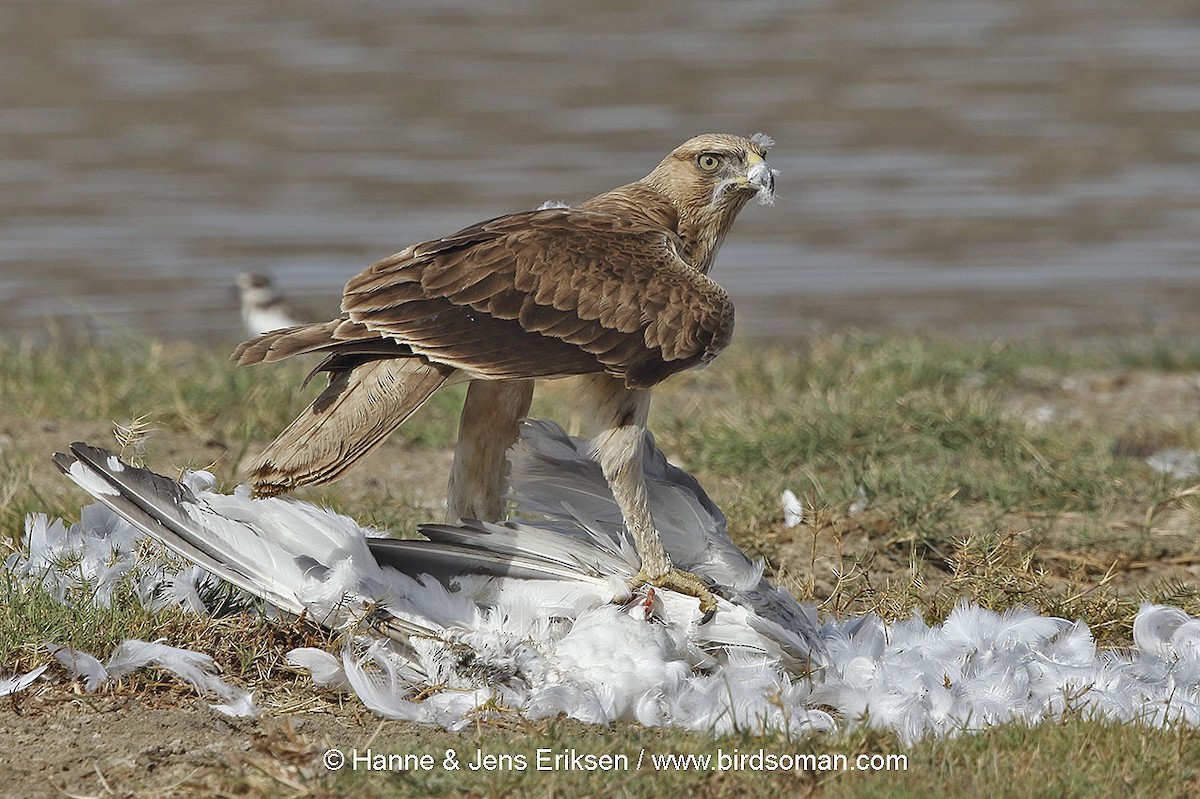 Bonelli's Eagle - Jens Eriksen