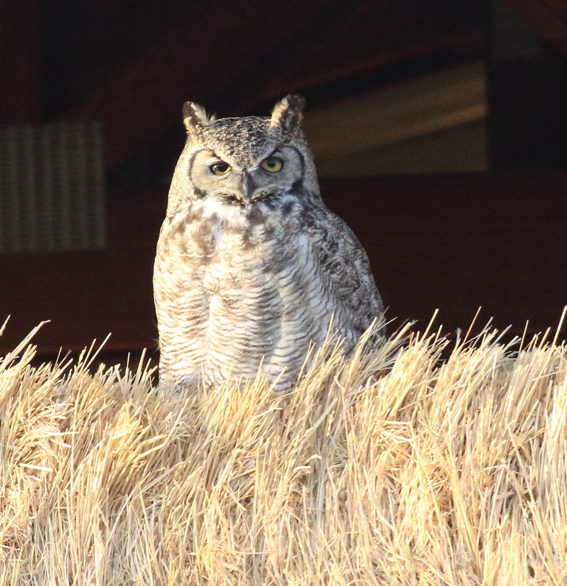 Great Horned Owl - ML645025321