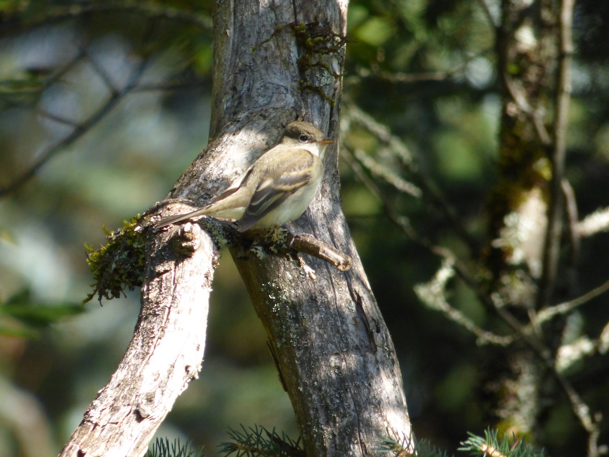 חטפית Empidonax בלתי-מזוהה - ML645025328
