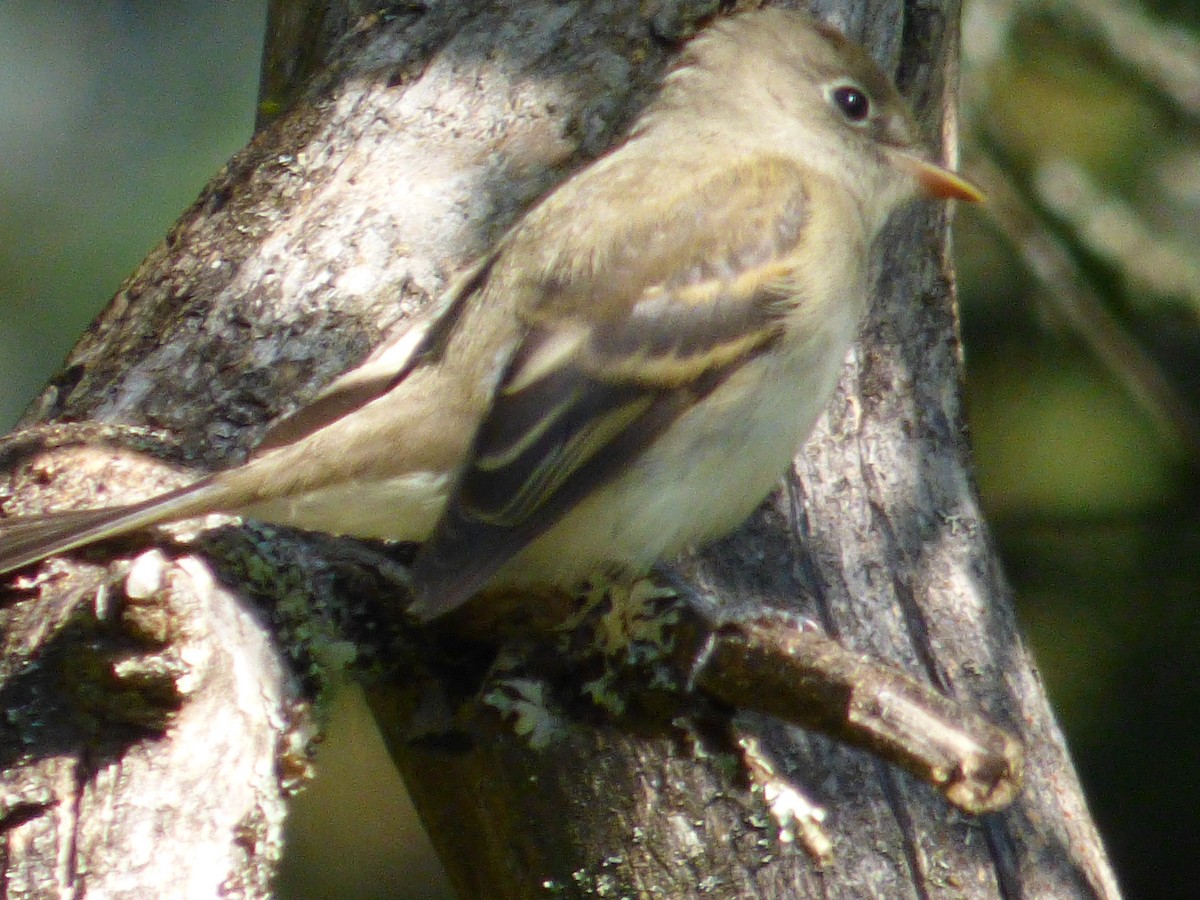 חטפית Empidonax בלתי-מזוהה - ML645025335