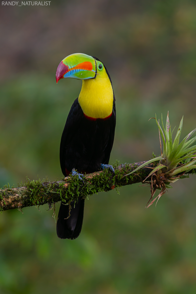 tukan středoamerický - ML645025345