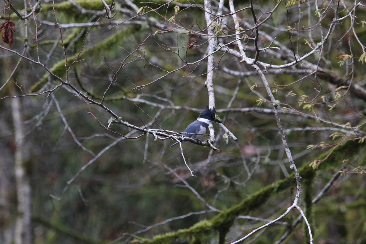 Martin handi iparramerikarra - ML645025356