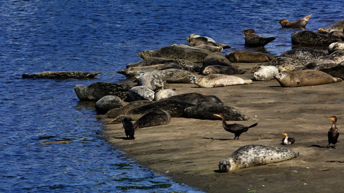 Double-crested Cormorant - ML645025372
