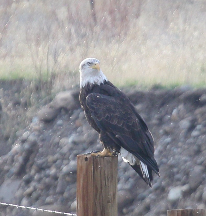 Bald Eagle - ML645025376