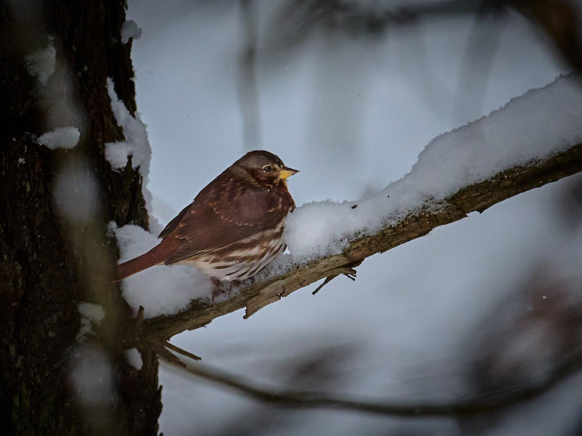 Fox Sparrow - ML645025382