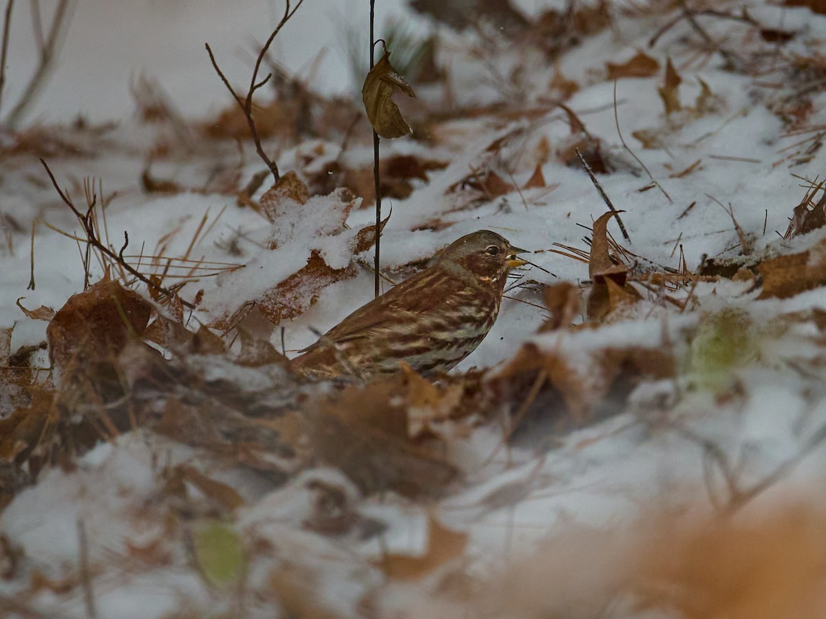 Fox Sparrow - ML645025383
