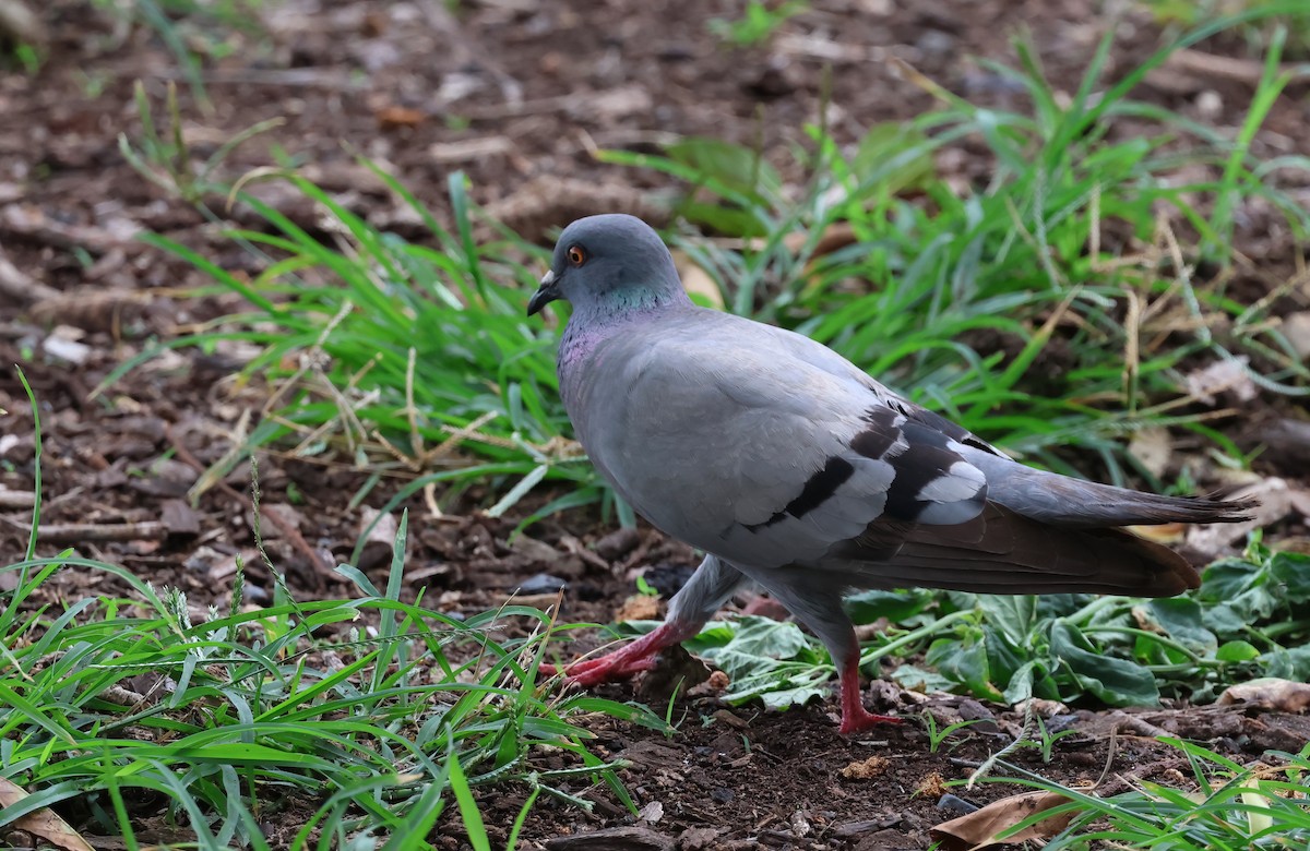 Haitz-usoa (etxekoa) - ML645025388