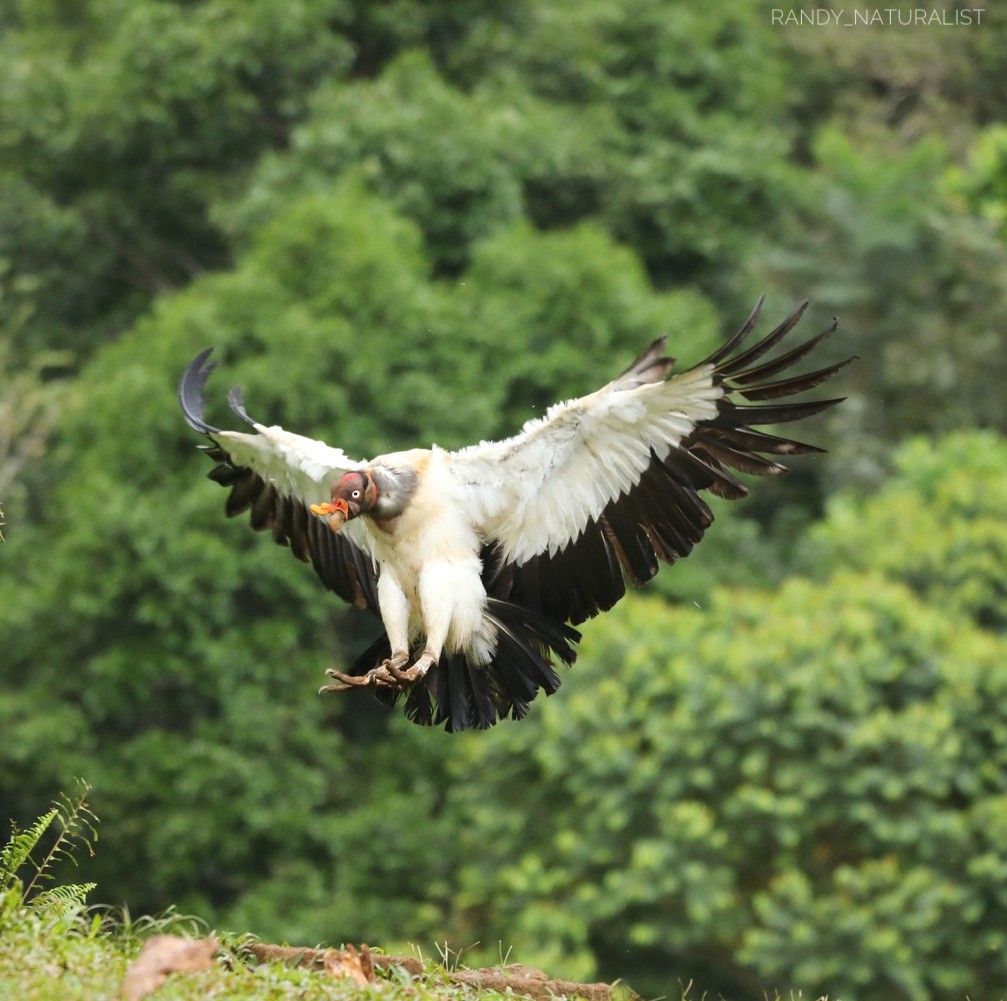 Kral Akbaba - ML645025391