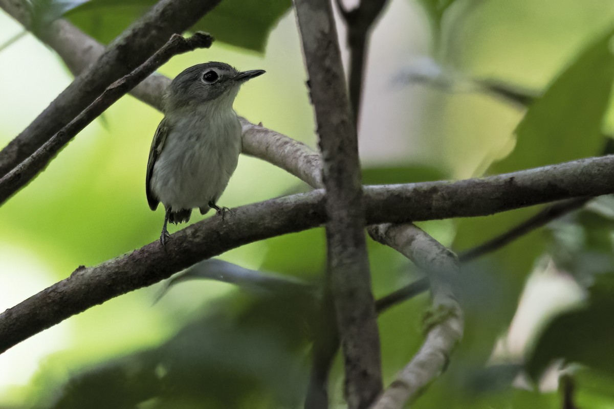 Short-tailed Pygmy-Tyrant - ML645025402