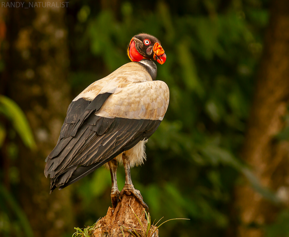 Kral Akbaba - ML645025413