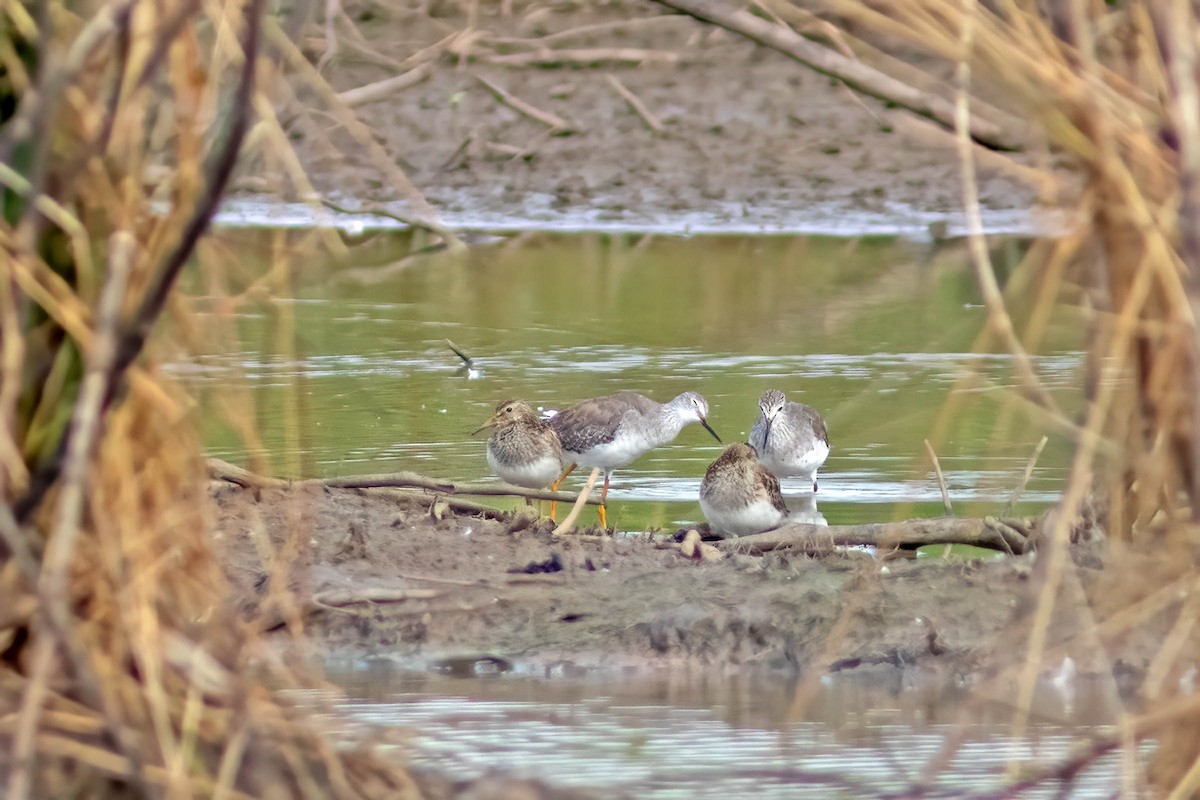 Дутыш - ML645025421