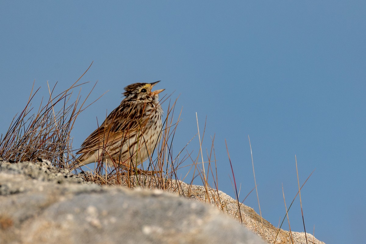 Savannah Serçesi - ML645025423