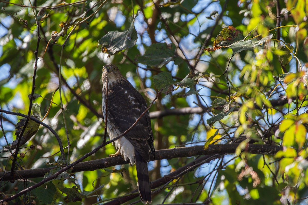 Cooper's Hawk - ML645025463