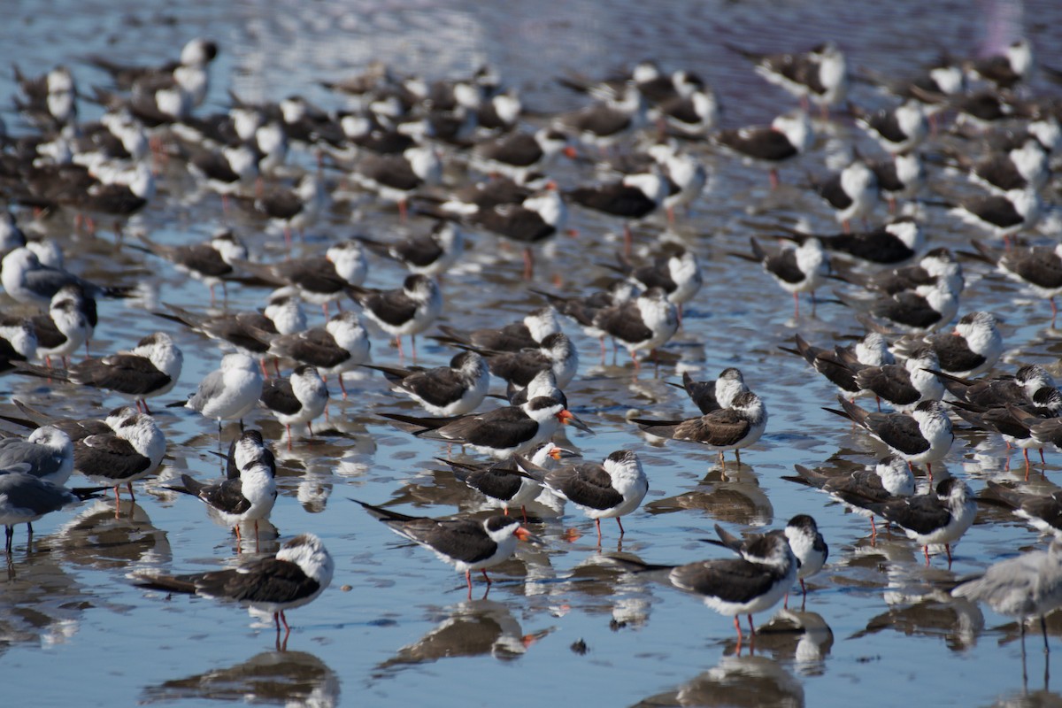 Black Skimmer - ML645025482