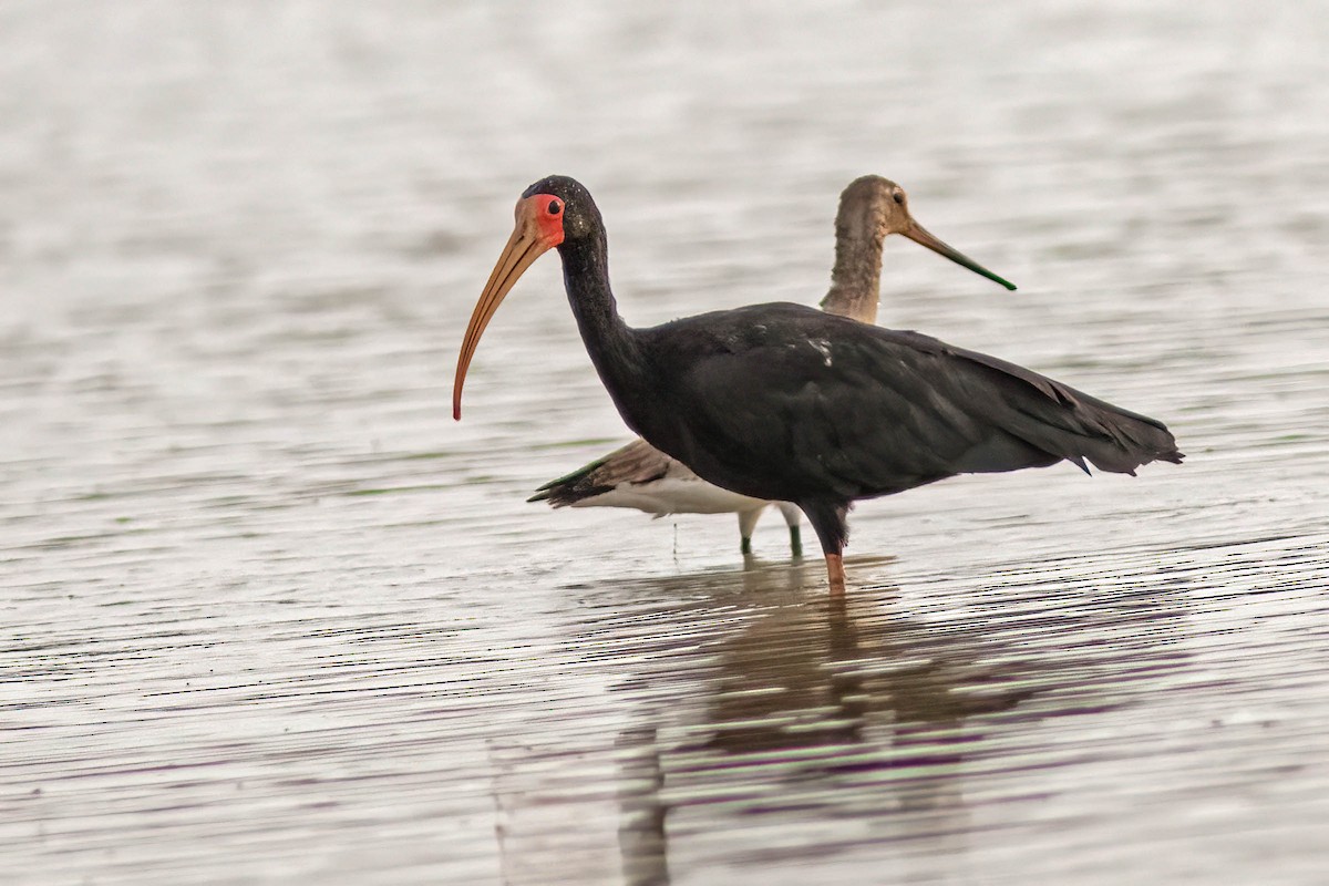 Ibis Afeitado - ML645025486