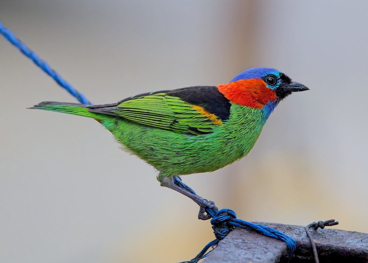 Red-necked Tanager - ML645025494