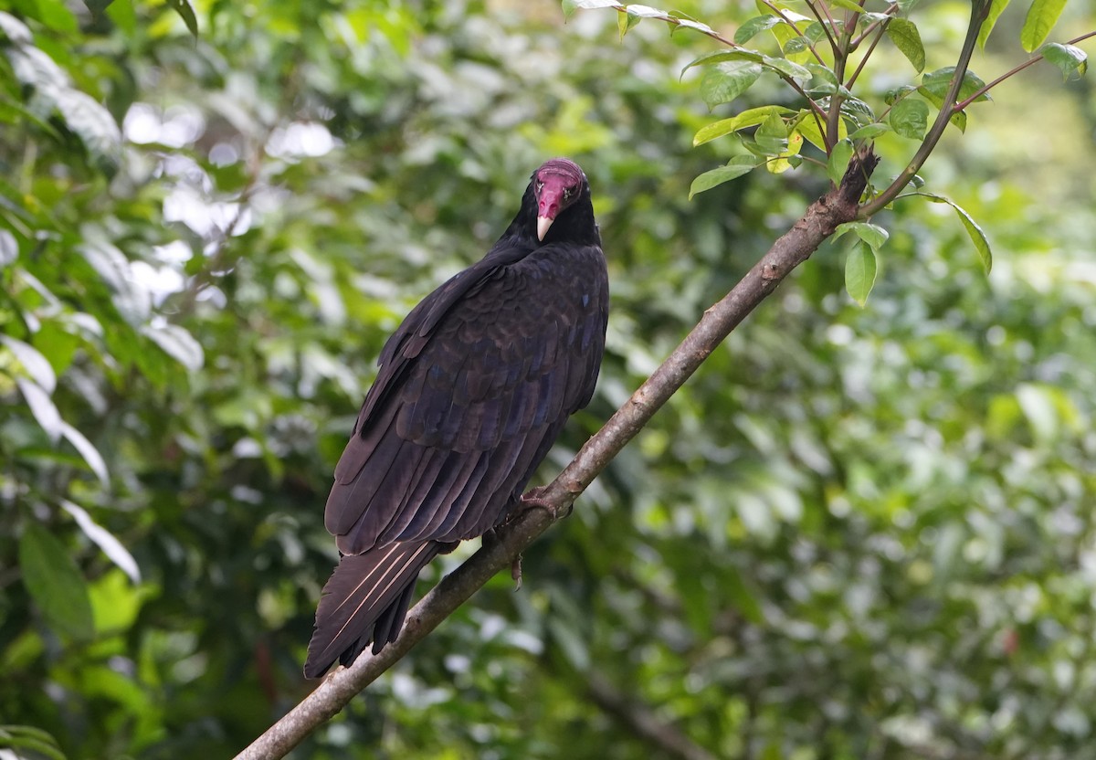 Turkey Vulture - ML645025497
