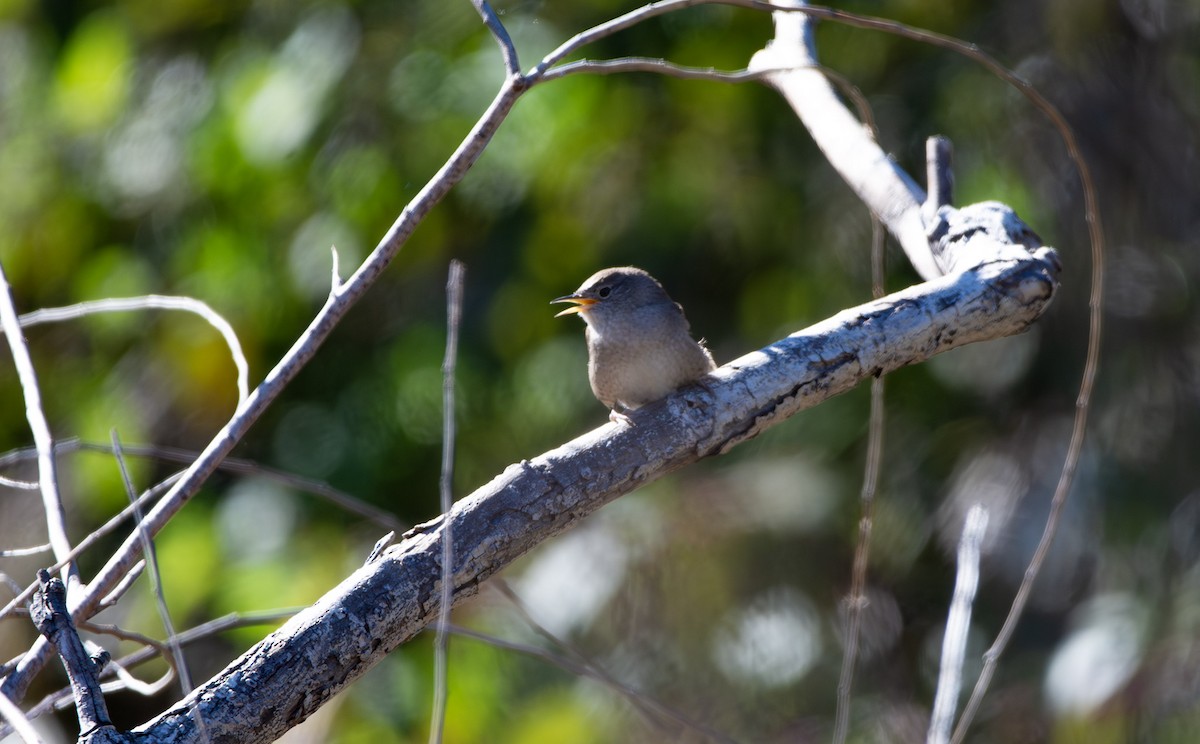 Northern House Wren - ML645025509