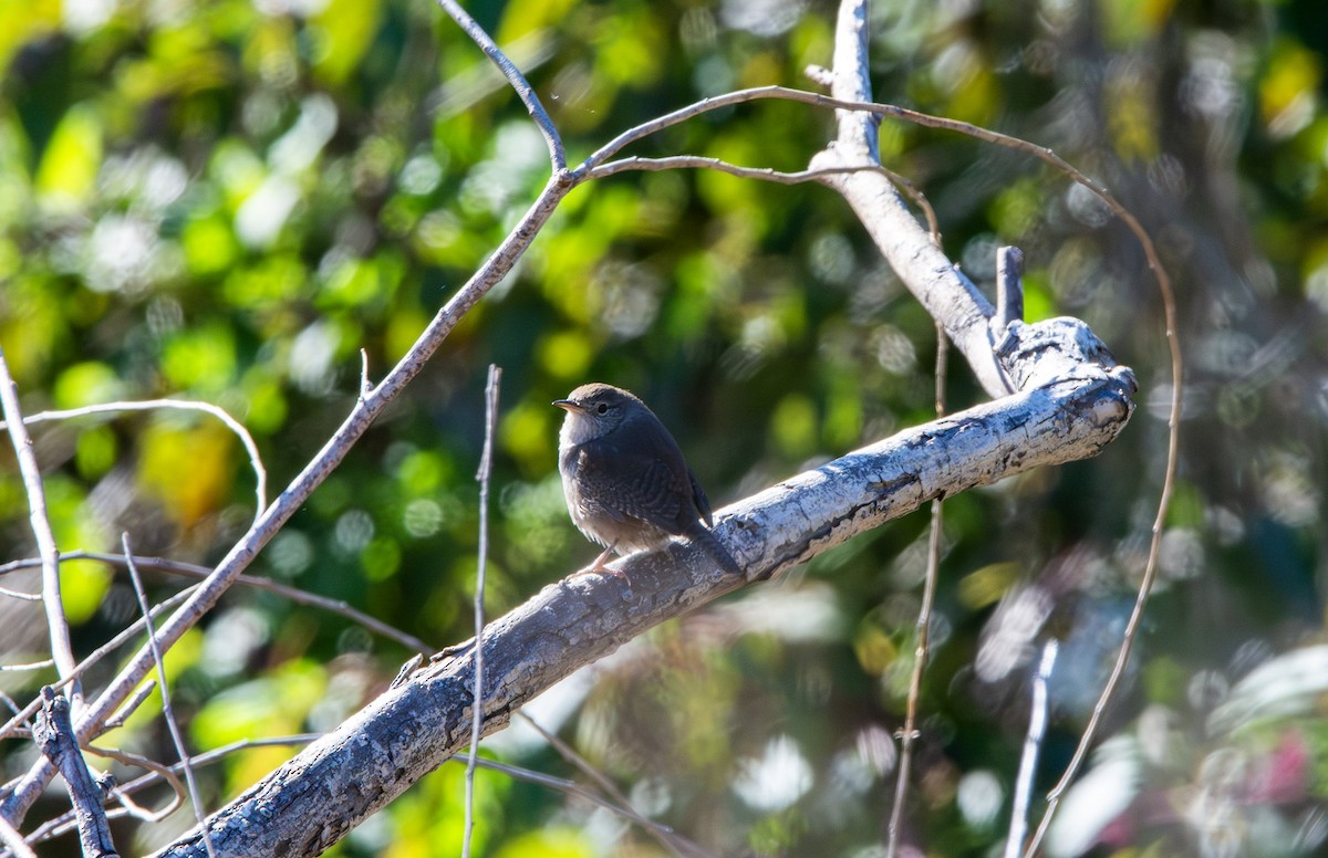 Northern House Wren - ML645025510