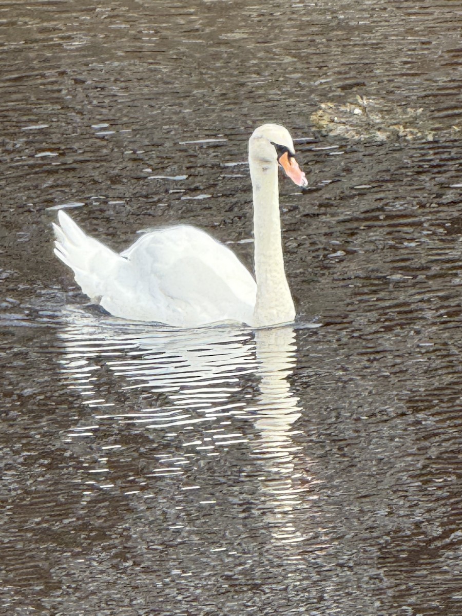 labuť velká - ML645025514