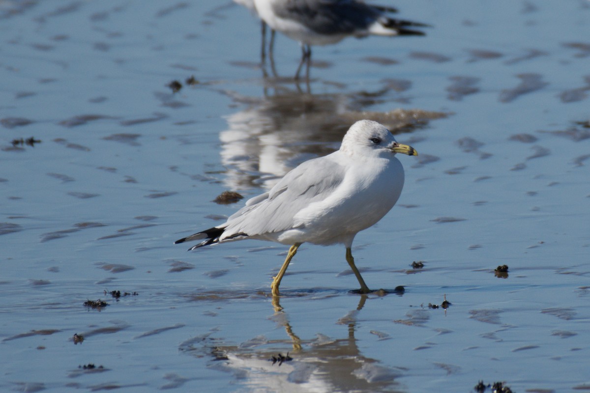 Ring-billed Gull - ML645025518
