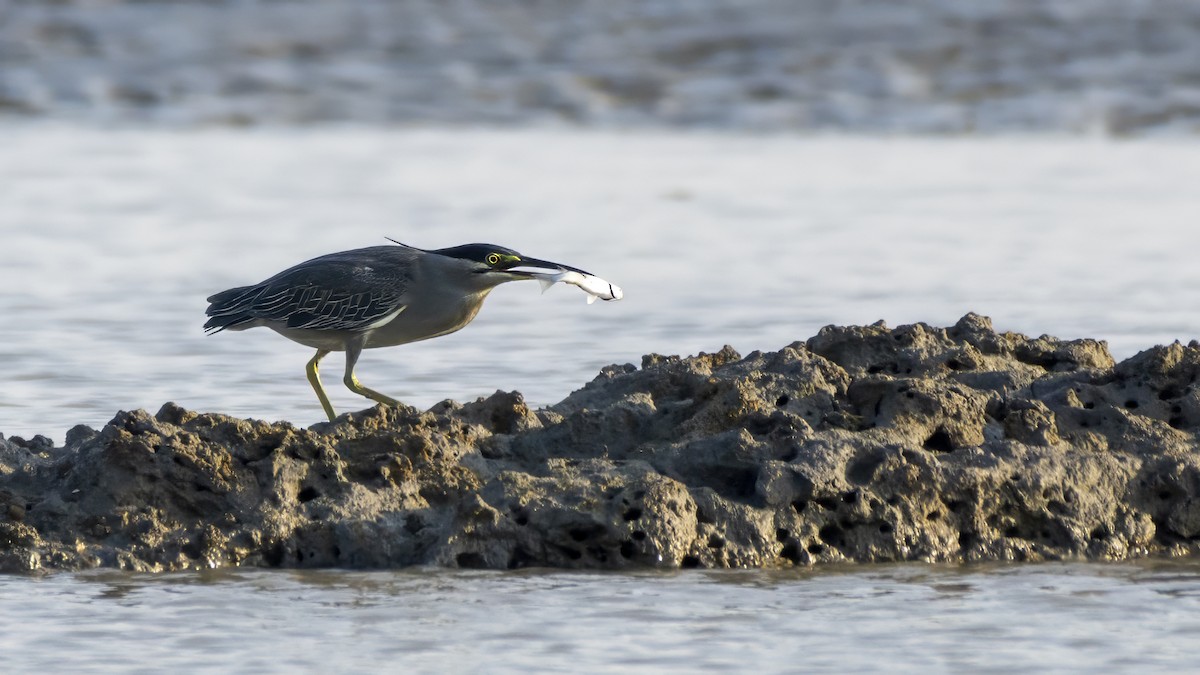 Little Heron - ML645025532