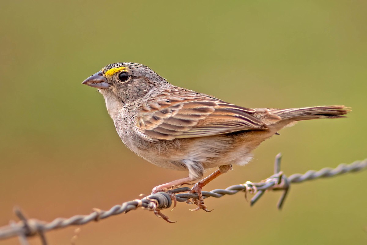 Grassland Sparrow - ML645025534