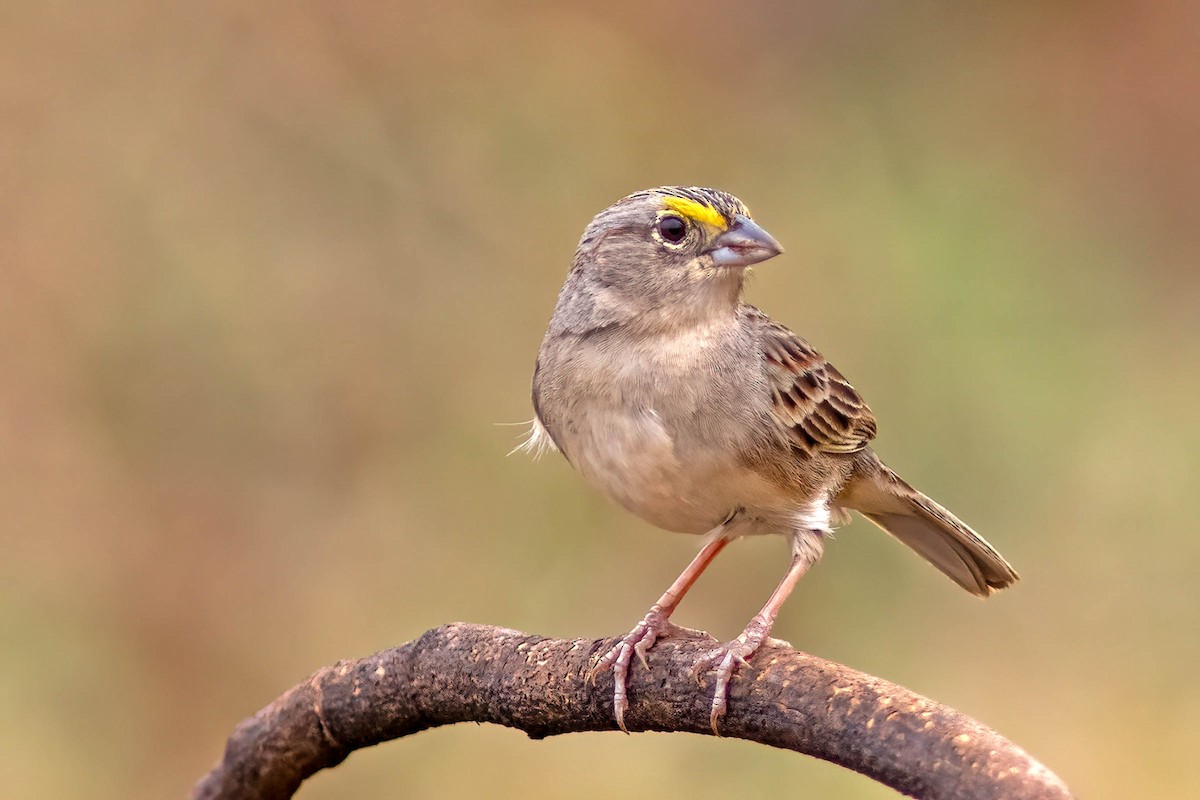 Grassland Sparrow - ML645025535