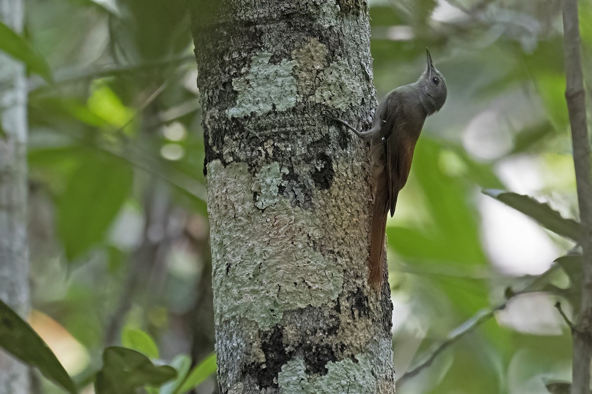 Olivaceous Woodcreeper - ML645025552