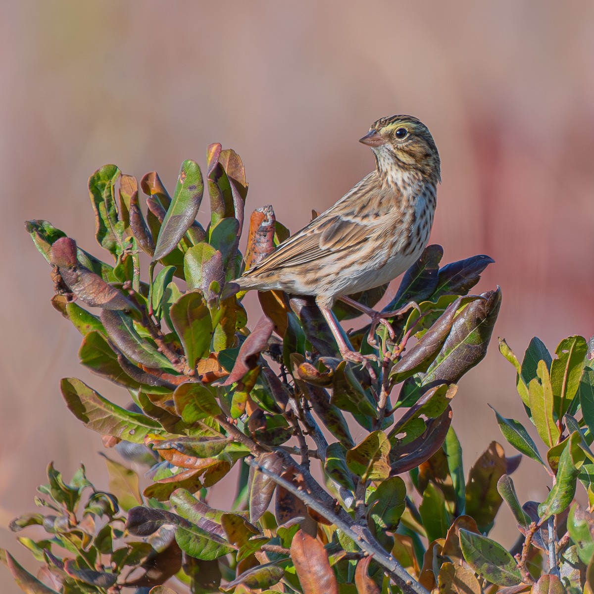 Savannah Serçesi - ML645025554