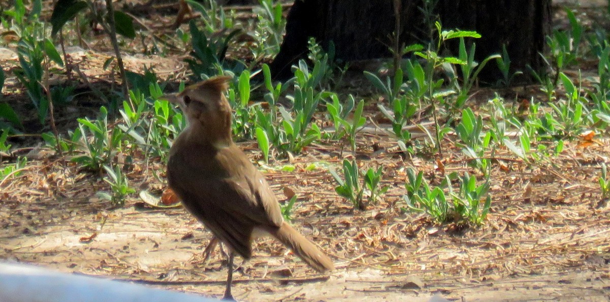 Crested Hornero - ML645025563
