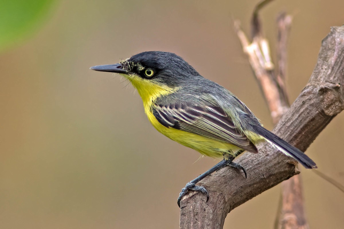 Common Tody-Flycatcher - ML645025576