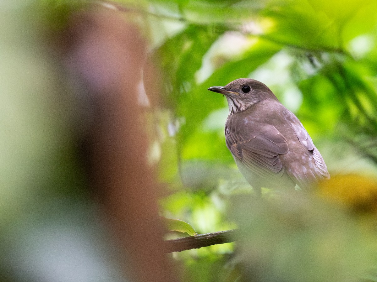 Малый дрозд - ML645025579