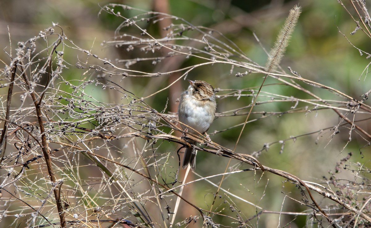 Clay-colored Sparrow - ML645025585