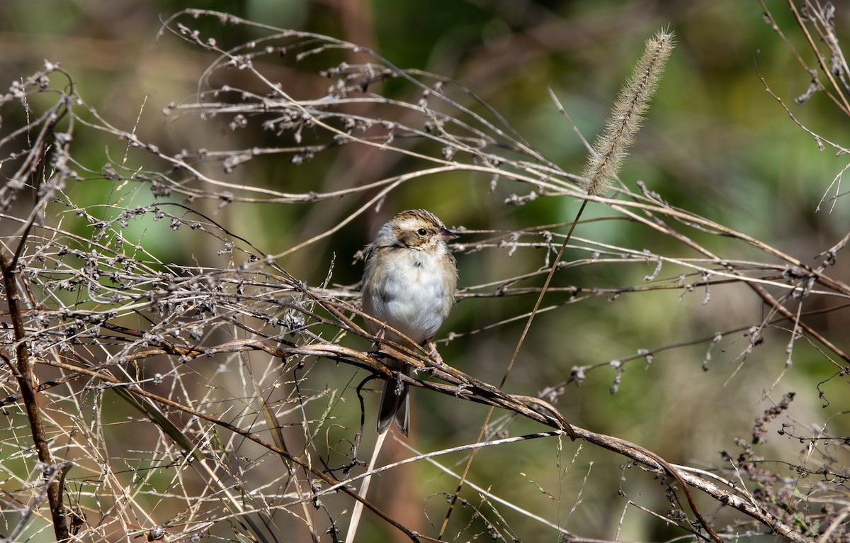 Clay-colored Sparrow - ML645025586