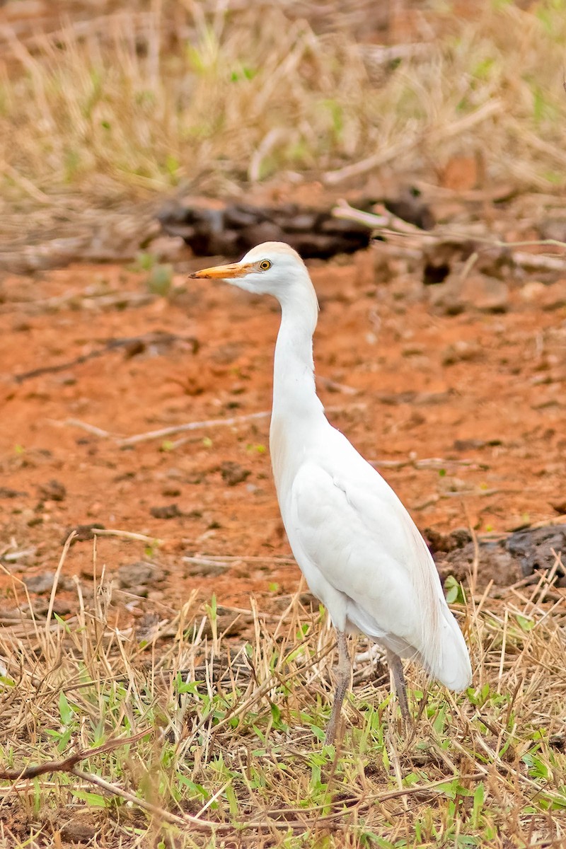 Western Cattle-Egret - ML645025592