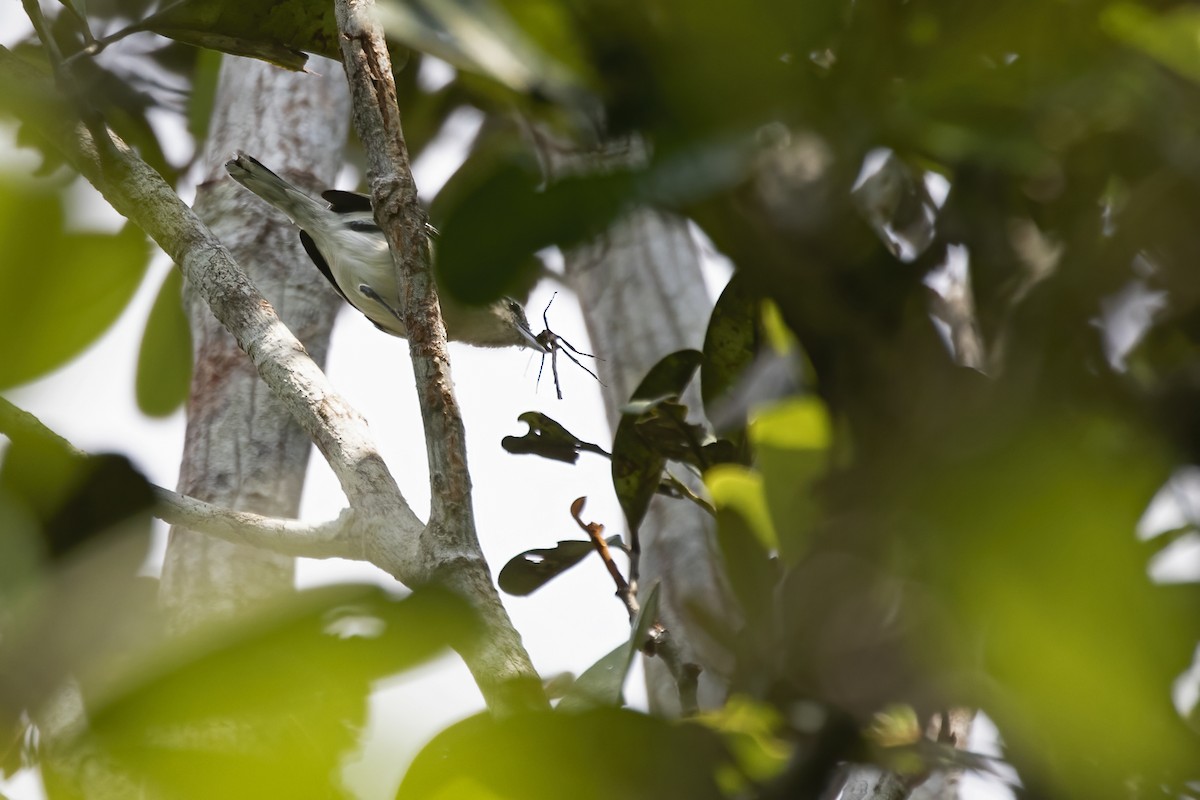 Spot-backed Antwren - ML645025598