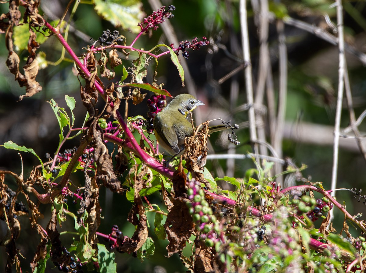 Yellow-breasted Chat - ML645025604