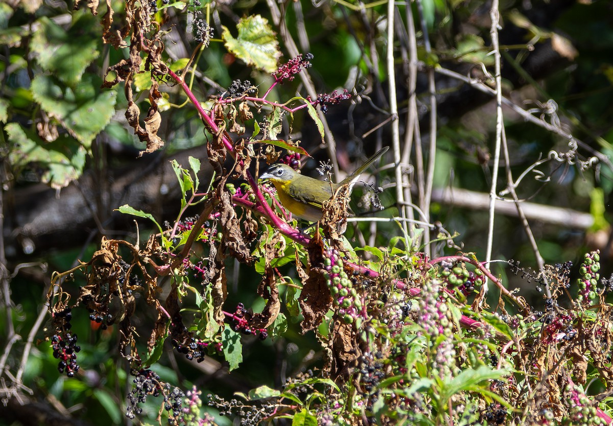 Yellow-breasted Chat - ML645025605
