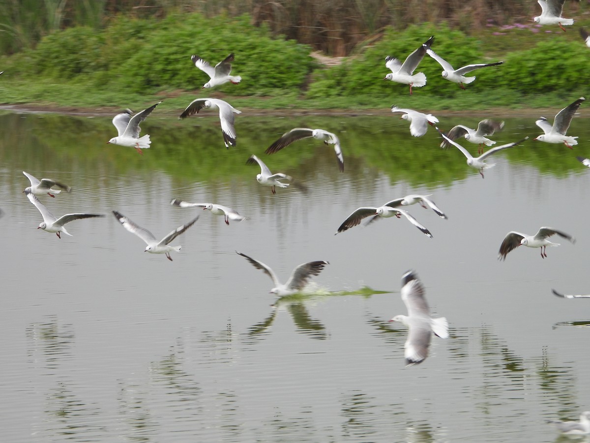 gråhodemåke - ML645025607