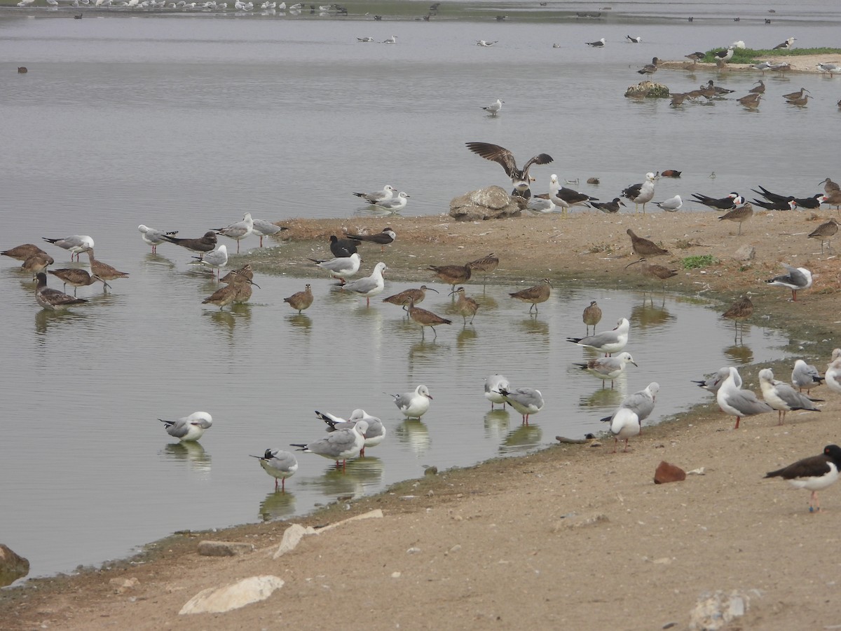 gråhodemåke - ML645025608